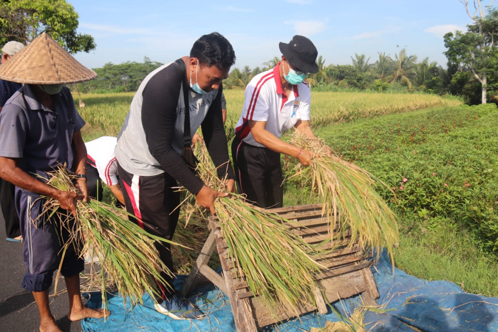 Panen Perdana Padi Organik di Subak Ayunan Abiansemal